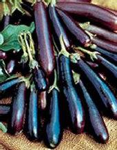 40 Long Purple Eggplant, Aubergine, or Brinjal Vegetable Seeds ~ Solanum melongena Seeds