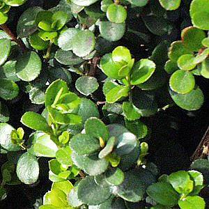 10 Myrsine africana, Cape myrtle, African boxwood Tree Seeds - Indigenous Shrub Seeds