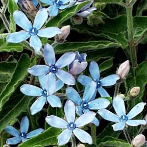 20 Blue Star or Blue Flowered Milkweed Vine Seeds ~ Tweedia caerulea Seeds - Exotic Vine Seeds