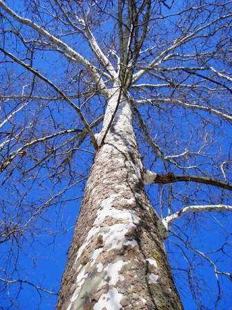 Platanus occidentalis Seeds - American Sycamore, American Plane Tree or Buttonwood Seeds