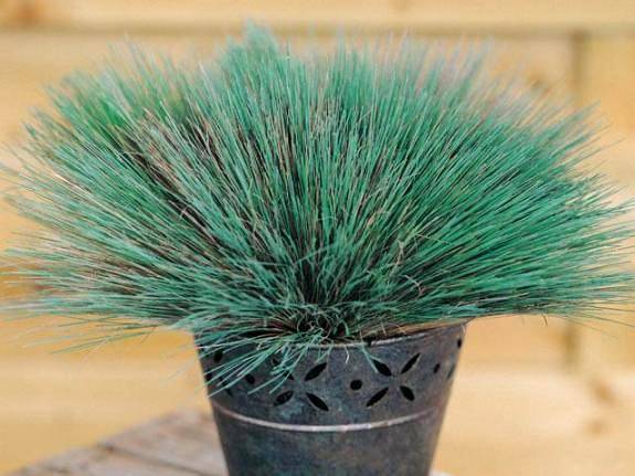 10 Corynephorus canescens Spiky Blue Seeds - Ornamental Grass Seeds