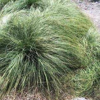 10 Carex Comans Green Seeds - Ornamental Grass Seeds