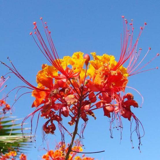 6 Pride of Barbados - Peacock Flower Seeds - Caesalpinia pulcherrima Seeds - Frost Hardy