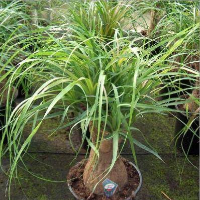 Ponytail Palm (Beaucarnea recurvata) Tree Seeds - Exotic Frost Hardy