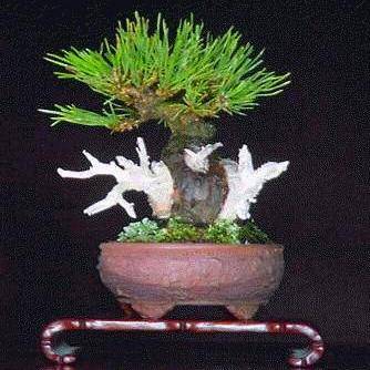 8 Pinus densiflora or Japanese Red Pine Bonsai Tree Seeds + Free Seeds & eBook