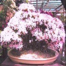 3 FRESH Calodendrum capense Bonsai Tree Seeds - Indigenous Cape Chestnut