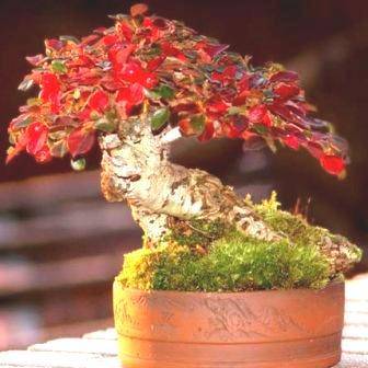 10 Cotoneaster microphyllus or Smallleaf Cotoneaster Bonsai Tree Seeds