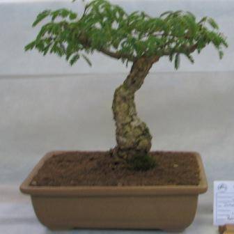 Acacia exuvialis Bonsai Seeds - Flaky Thorn; Skilferdoring Tree Seeds -Beautiful Hardy Indigenous