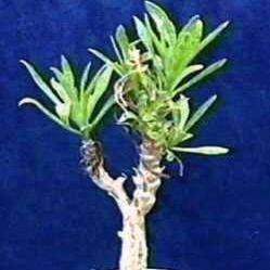 5 Tylecodon grandiflorus Seeds "Natural Bonsai" + FREE SEEDS - Succulents Indigenous to RSA