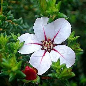 Adenandra uniflora Seeds - China Flower - Evergreen Shrub - Bonsai - Indigenous