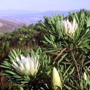 10 Protea repens white Seeds - Indigenous - Buy Protea Seeds from South Africa