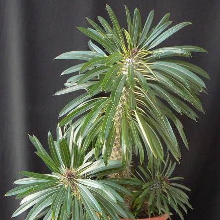 10 Pachypodium lamerei Seeds - Madagascar Palm Tree - Succulents