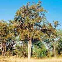 Colophospermum mopane Seeds ~ Mopanie or Turpentine Tree - Indigenous