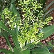 10 Dracaena aletriformis Seeds - Dragon Tree Family - Indigenous