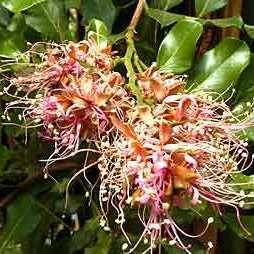 Schotia latifolia Tree Seeds ~ Bush Boer-bean or Forest boer-bean - Indigenous