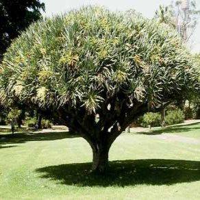 Dragon's Blood Tree Seeds - Dracaena draco - Evergreen