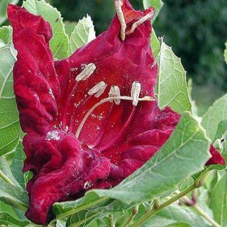 Sausage Tree Seeds (Kigelia africana) - Indigenous