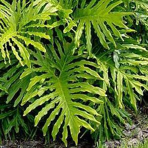Philodendron selloum Seeds - Lacy Tree Philodendron