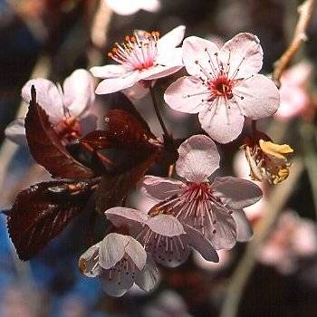 5 Prunus africana Tree Seeds - Indigenous - Red Stinkwood, Rooistinkhout