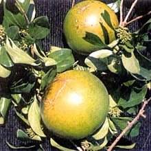 10 Strychnos spinosa Tree Seeds ~ Spiny Monkey Orange, Doringklapper - Indigenous Fruit