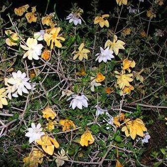 Gardenia volkensii Tree Seeds ~ Indigenous Bushveld Gardenia