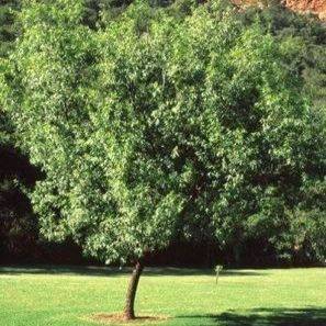 10 Searsia pendulina Tree Seeds ~ White Karee or Witkaree - Indigenous South African Tree Seeds