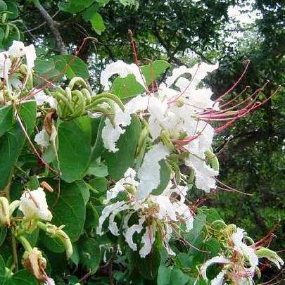 5 Bauhinia petersiana Tree Seeds ~ Kalahari white bauhinia or Koffiebeesklou - Indigenous