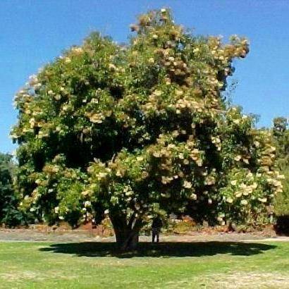 20 Nuxia floribunda Tree Seeds ~ Forest Elder, Forest Nuxia or Wild Elder - Indigenous