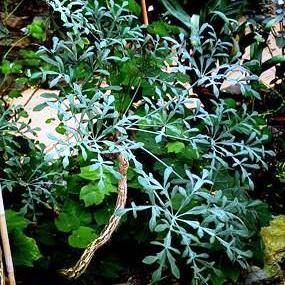 Cussonia transvaalensis Tree Seeds ~ Grey Cabbage Tree Seeds - Indigenous