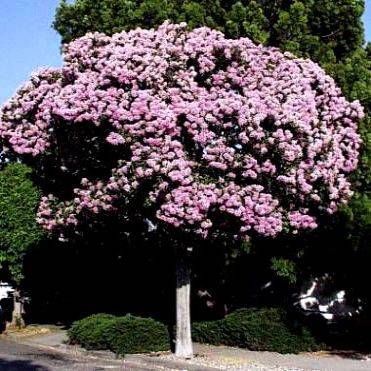 10 Cape Chestnut Tree Seeds - Calodendrum capense - Indigenous
