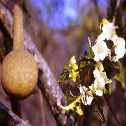 Cladostemon kirkii Tree Seeds ~ Tonga-kierie - Indigenous Deciduous