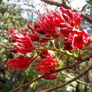 10 Karoo boer-bean - Schotia brachypetala Seeds - Indigenous South African Tree Seeds - Boom Saad