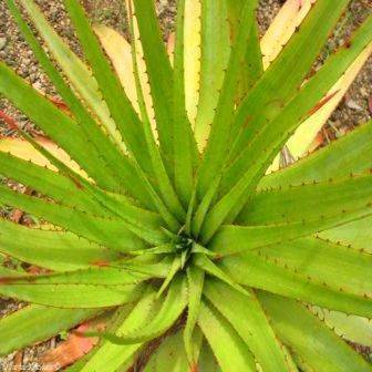 10 Aloe pretoriensis Seeds - Indigenous Succulents