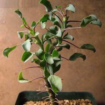 10 Sarcocaulon l'heritieri Seeds - Bushman Candle - Indigenous - Buy Succulents From Africa