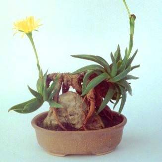 10 Bergeranthus scapiger Seeds - Indigenous Succulents