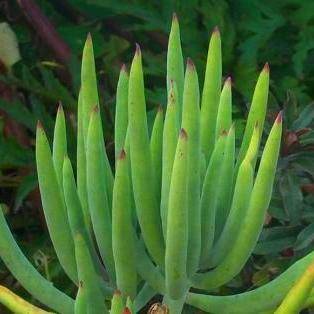 Cotyledon orbiculata var flanaganii Seeds - Indigenous Succulents