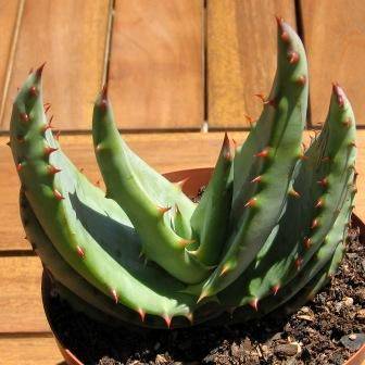 Aloe ferox Plants - Indigenous Live Succulent Plants