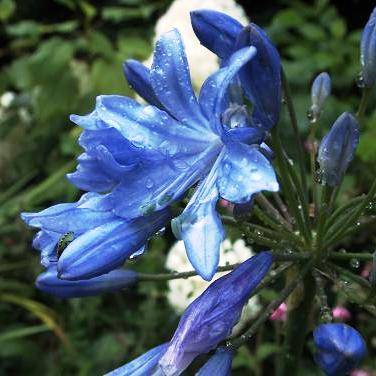 5 Agapanthus campanulatus Seeds - Bell Agapanthus or Bloulelie - Indigenous Bulbs Seeds