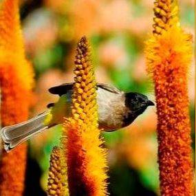 Aloe vryheidensis Seeds - Indigenous Succulents