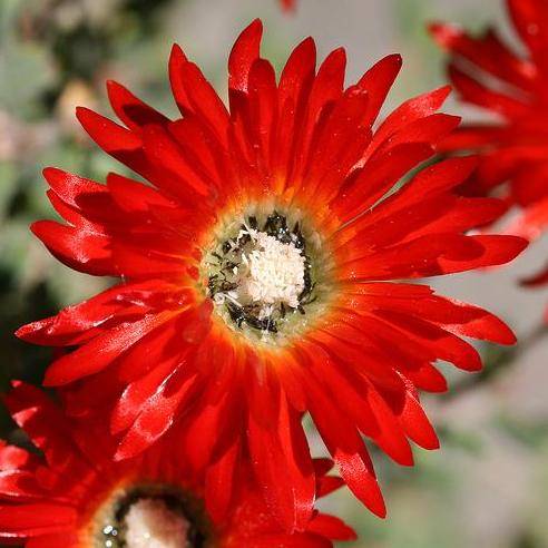 Red ice-plant- Drosanthemum speciosum Seeds - Indigenous Succulents
