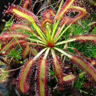 Drosera capensis Indigenous South African Carnivorous Sundew Seeds For Sale From South Africa