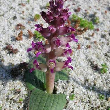 10 Lachenalia kliprandensis Seeds - Indigenous Bulbs Seeds