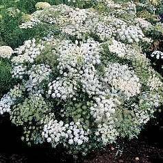 100 Ammi majus Seeds - Queen Anne's Lace - Sow Spring Summer - Annual