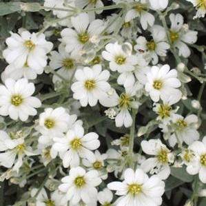 50 Snow in Summer Seeds - Cerastium tomentosum Seeds - Silver Carpet - Perennial