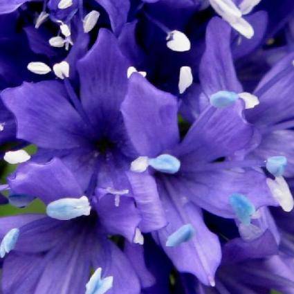 125 Gilia capitata Seeds - Globe Gilia, Blue Thimble Flower - Sow All Year - Annual
