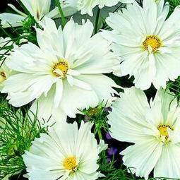 10 Cosmos bipinnatus Seeds - Psycho White Cosmos - Sow Spring Summer - Annual