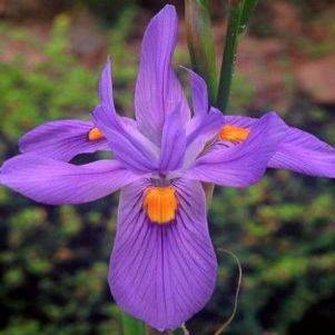 Moraea polystachya Seeds - RARE in Habitat - Indigenous South African Perennial Bulb Seeds to Buy