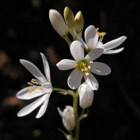 10 Ornithogalum conicum Seeds - Viooltjie + GET FREE SEEDS - Indigenous Bulb Seeds from Africa