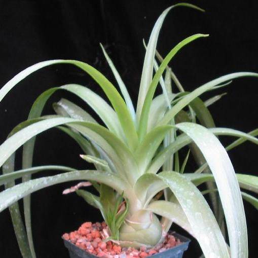 10 Albuca nelsonii Seeds - Indigenous South African Bulb Seeds for Sale in South Africa