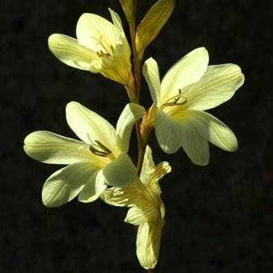Tritonia lineata Seeds - Sow Autumn - Indigenous Bulbs Seeds